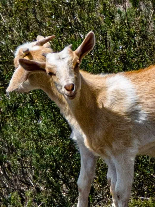 Mountain goat